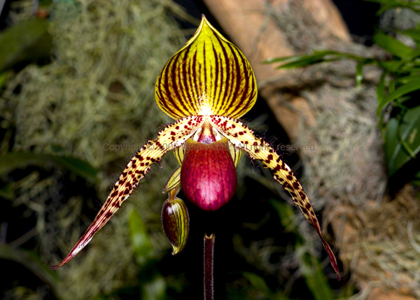 Slipper Orchid #1