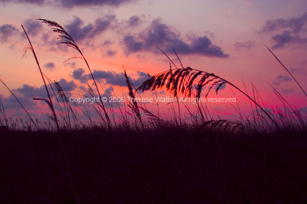 Sea Oats at Sunrise - #25