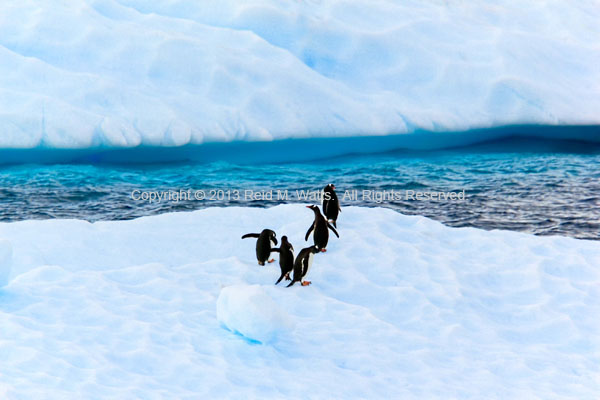 The Wobble - Gentoo Penguins