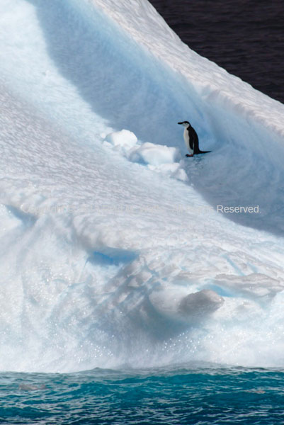 In the Half-pipe - Chinstrap Penguin