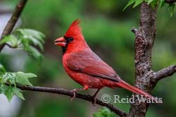 Perfect Cardinal - Cardinal