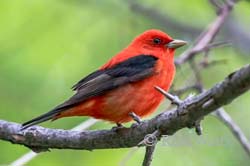 Gone With The Wind - Scarlet Tanager