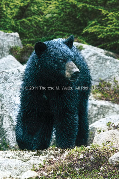 Welcoming Committee - Black Bear
