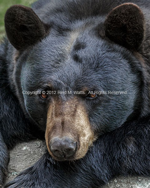 The Bear, Pose 2 - Black Bear