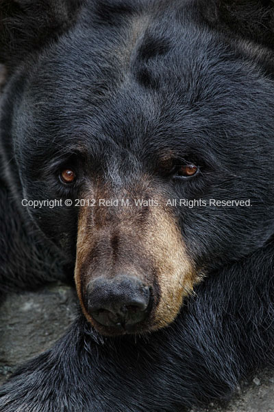 The Bear - Black Bear