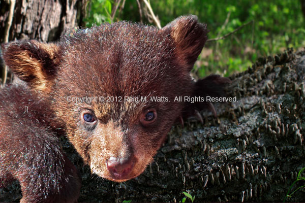 Baby Bear - Black Bear Cub