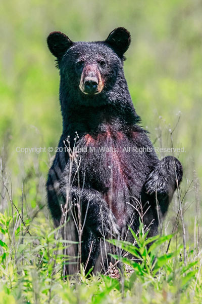 Oh My - Black Bear, Sow
