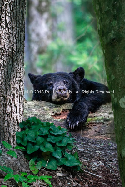 Rough Day - Black Bear Bruin