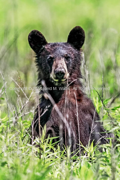 Deep Stare - Black Bear Cub