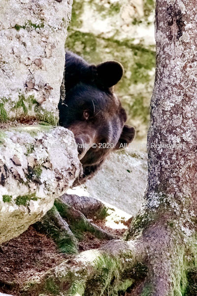 Sneaky Bear - Black Bear Watching Us From Behind Rock Outcrop