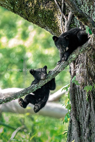 Hang Tight - Black Bear Cubs