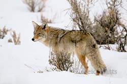 Bushy Tail - Coyote