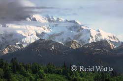 In Denali you will be treated to one majestic wilderness scene after another.  You will also surely meet some of the wildlife including a good chance to view some of the big five Alaskan mammals which consist of Grizzly Bears, Moose, Caribou, Dall Sheep, and Wolves.  If luck is with you, you may even be treated to a view of "The Great One" Mount McKinley.