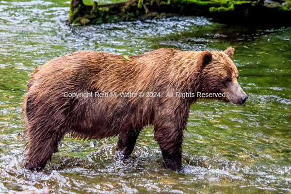 Yogi - Brown Bear