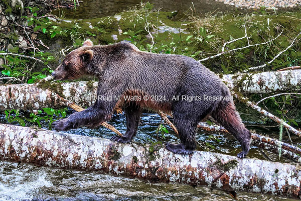 Crossing The River - Brown Bear