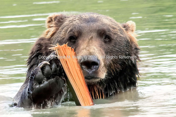 Speak Softly And Carry A Big Stick