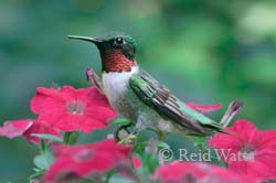 Flasher - Hummingbirds