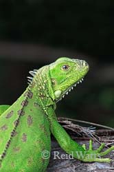 Green With Envy - Juvenile Green Iguana