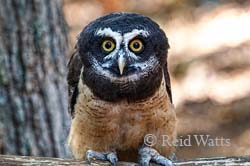 Eyes Wide Open - Raptors (Owls)