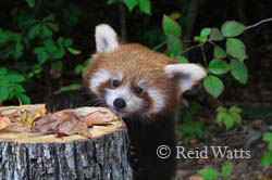 Stumped - Baby Red Panda (3 months old)