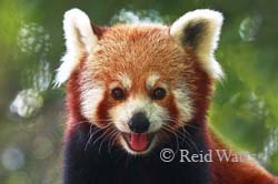 Be Happy - Red Panda