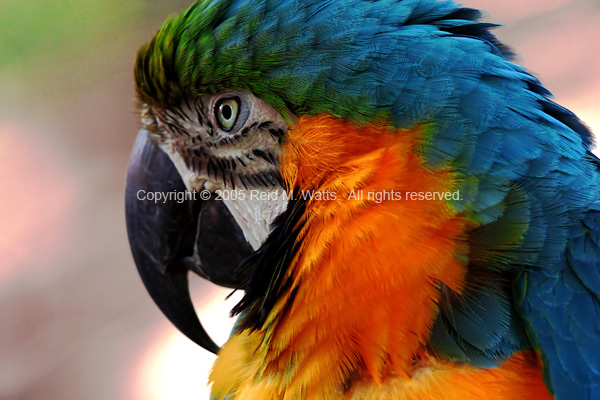 Pretty Polly - Macaw