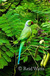 Rosie - Rose-Ringed Parakeet 