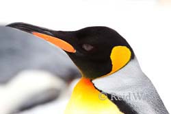 King Of Cool - King Penguin