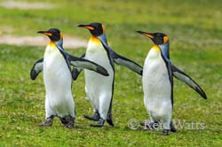 The Hitchhikers - King Penguins