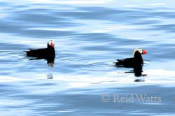 Afloat On The Azure Sea - Tufted Puffins