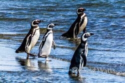 Beach Boys - Magellanic Penguins