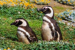 Magellanic Gardeners - Magellanic Penguins 