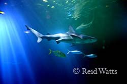 Shark's Domain - Sea Creatures