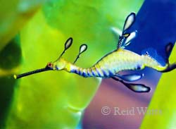 "Psychedelic Seadragon"