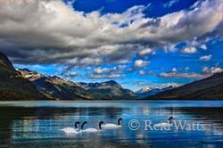 Black-necked swans in Patagonia - Chile