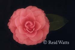 Delicate Beauty - Camellia