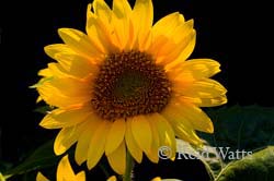 Good Day Sunshine - Sunflower