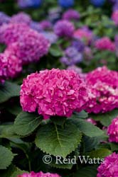 In The Pink - Hydrangea